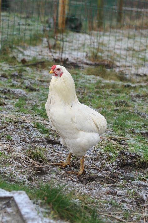 rumpless chickens|araucana chickens for sale.